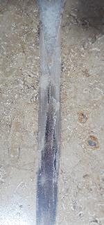 Hibolithes sp. (MONTFORT 1808) - Bild &copy; FossNet FossilienStore